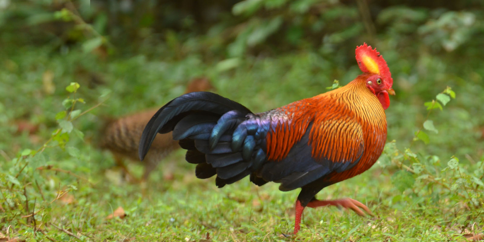 WildREACH Trust conservation fieldwork in Sri Lanka — donate to protect wildlife