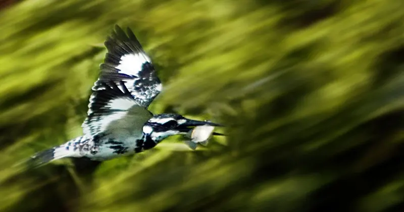 Pied kingfisher in flight over green forest