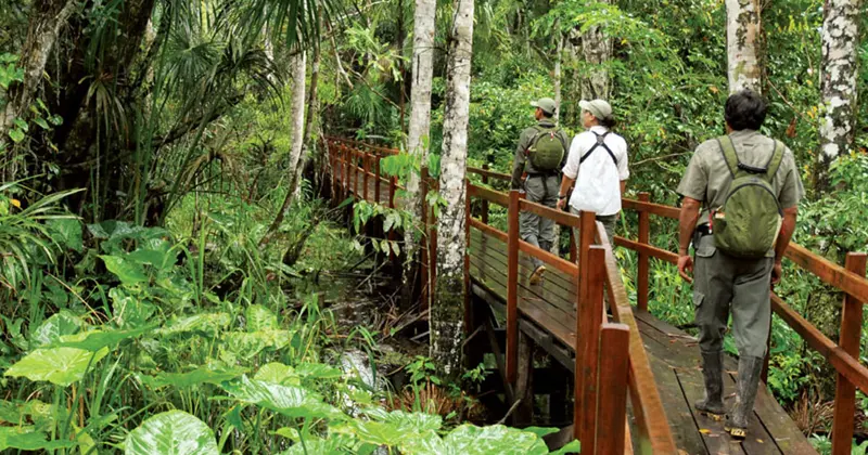 Guides and visitors walking a rainforest boardwalk