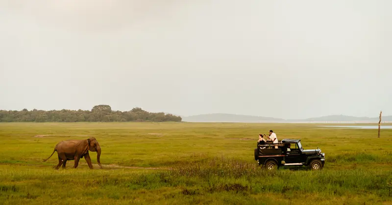 Wild elephant walking across a grassland as a safari jeep waits nearby