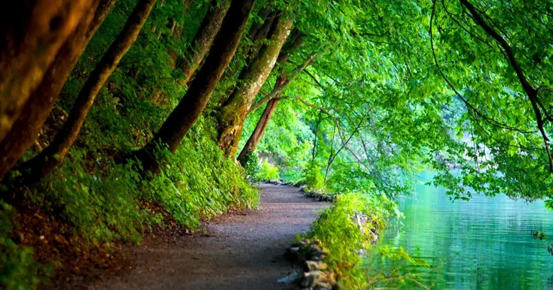 Forest path beside a turquoise river