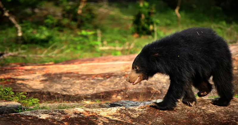 Sri Lankan sloth bear walking across a rock