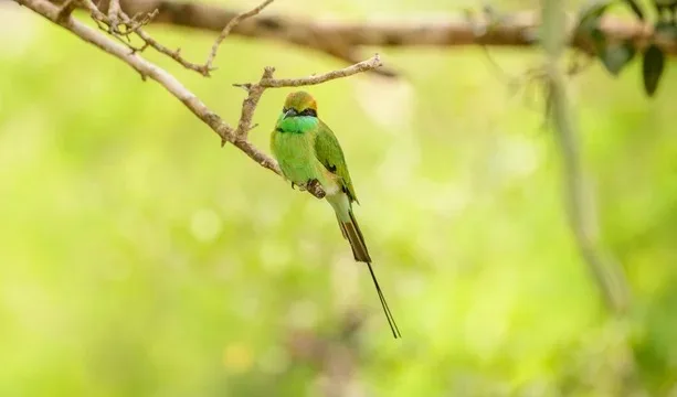 Bee-eater on a branch in Sri Lanka