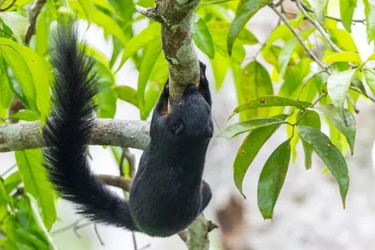 Black giant squirrel in Sri Lanka