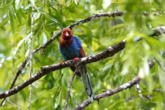 Blue magpie on a branch in Sri Lanka