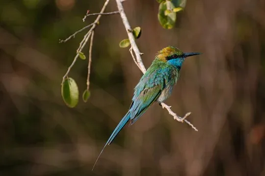 Blue-tailed bee-eater in Sri Lanka