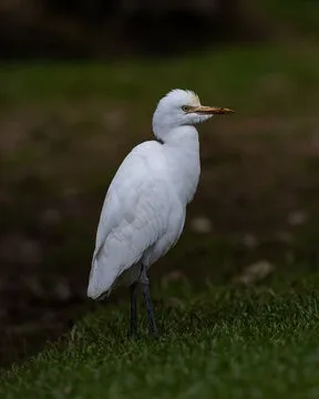 Cattle egret in Sri Lanka