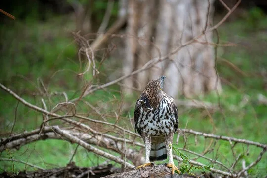 Crested hawk-eagle in Sri Lanka