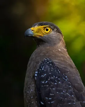 Crested serpent eagle in Sri Lanka