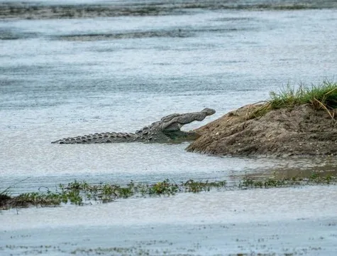 Crocodile at the water edge in Sri Lanka
