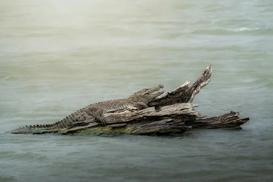 Crocodile on a log in Sri Lanka