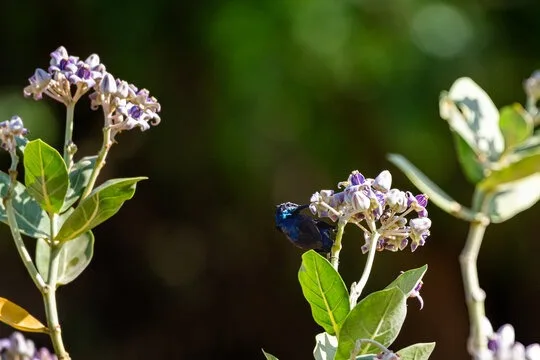 Crown flower in bloom in Sri Lanka