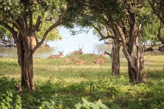 Deer beside a lake in Sri Lanka