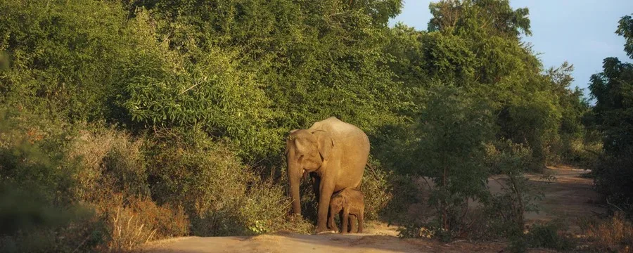 Elephant and calf on a jungle track in Sri Lanka