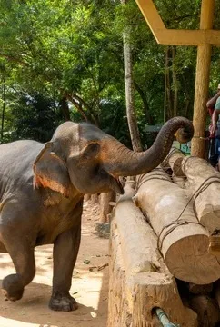 Elephant at a camp in Sri Lanka