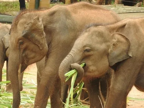 Elephant calves feeding in Sri Lanka