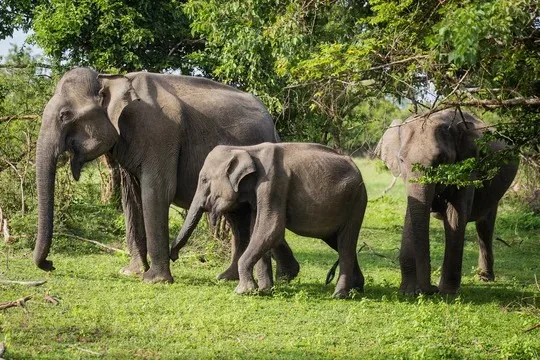 Elephant family in Sri Lanka
