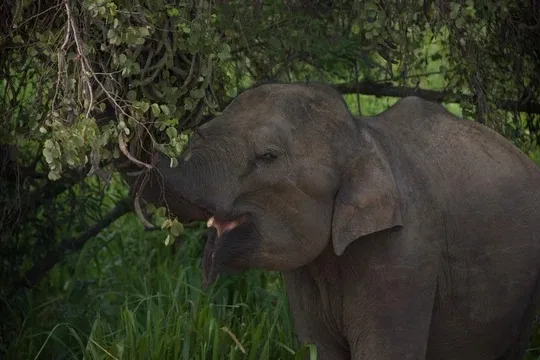 Elephant feeding in Sri Lanka