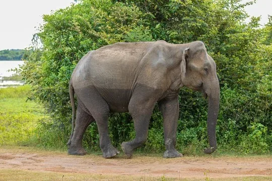 Elephant on a track in Sri Lanka