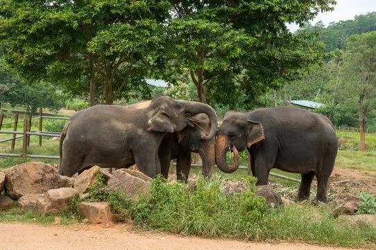 Elephants at a sanctuary in Sri Lanka