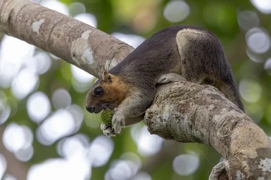 Giant squirrel in Sri Lanka