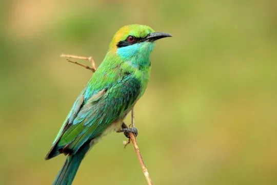 Green bee-eater in Sri Lanka