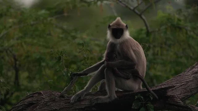 Grey langur in Sri Lanka