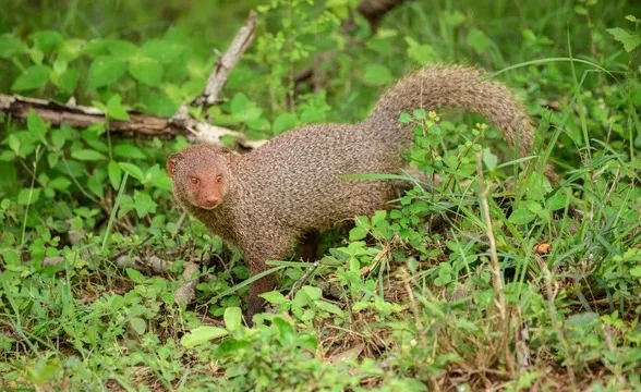 Grey mongoose in grass in Sri Lanka