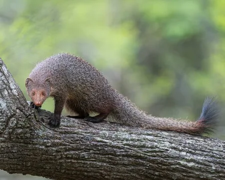 Grey mongoose in Sri Lanka