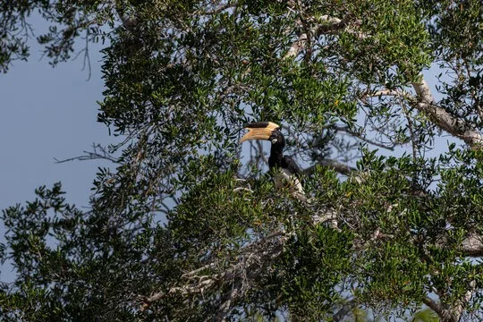 Hornbill in a tree in Sri Lanka