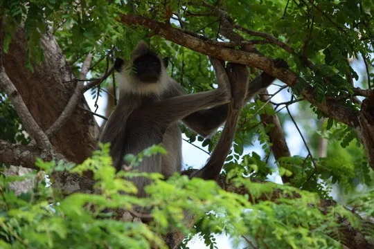Langur in a tree in Sri Lanka