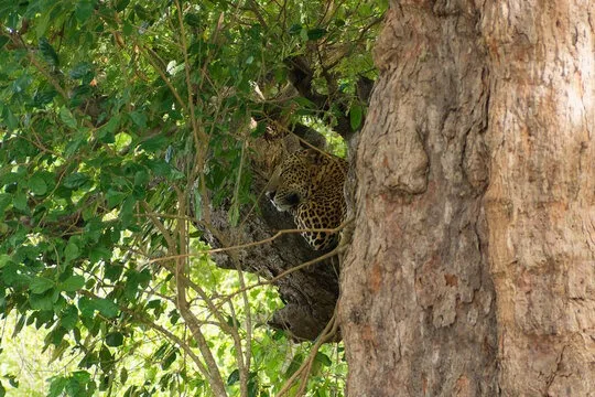 Leopard in a tree in Sri Lanka