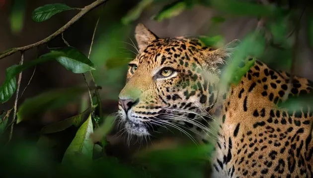 Leopard in the forest in Sri Lanka