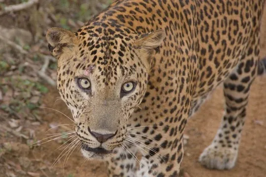 Sri Lankan leopard in Sri Lanka