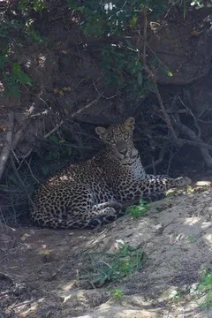 Leopard resting in Sri Lanka