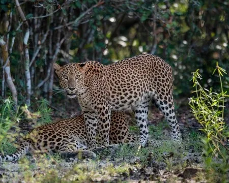 Leopards in the dry zone in Sri Lanka