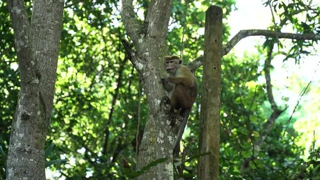 Macaque in a tree in Sri Lanka