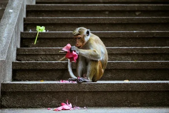 Macaque on temple steps in Sri Lanka