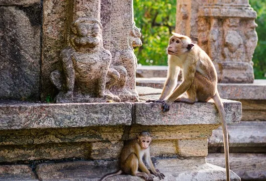 Macaques at a temple ruin in Sri Lanka