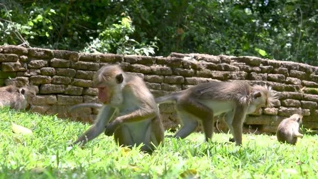 Macaques by an old wall in Sri Lanka
