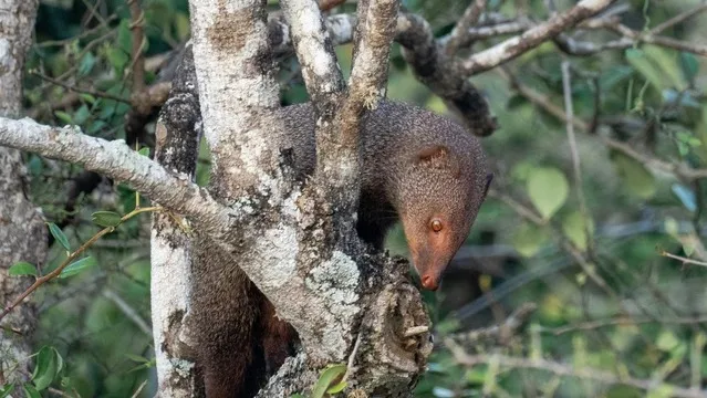 Mongoose in a tree in Sri Lanka