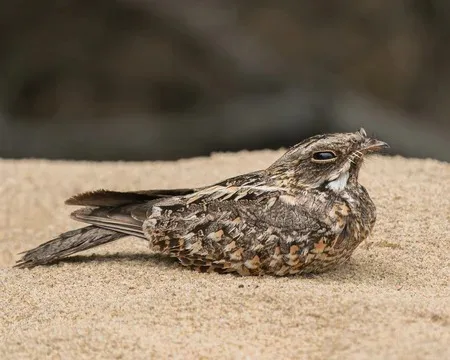 Nightjar on sand in Sri Lanka