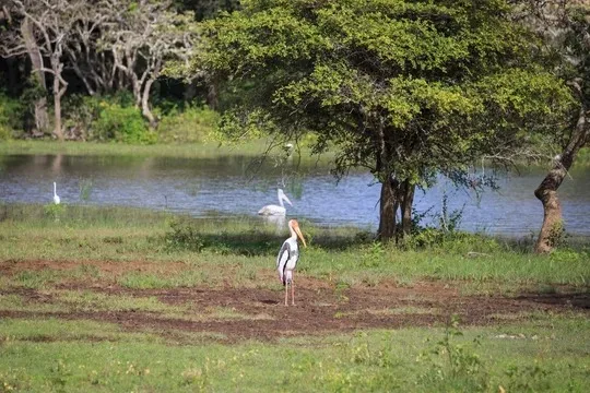 Painted storks at a lake in Sri Lanka