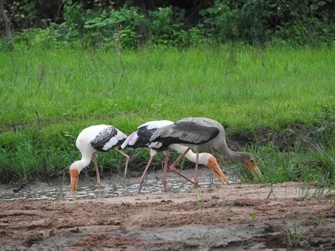 Painted storks feeding in Sri Lanka