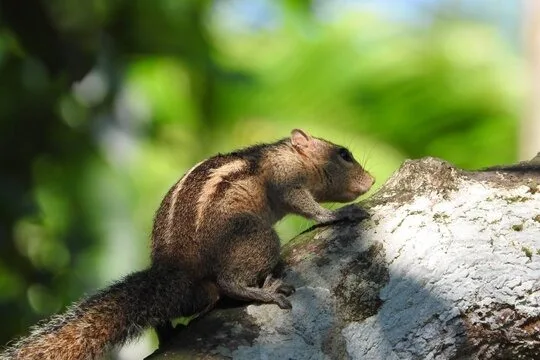 Palm squirrel in Sri Lanka