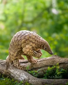 Pangolin on a log in Sri Lanka