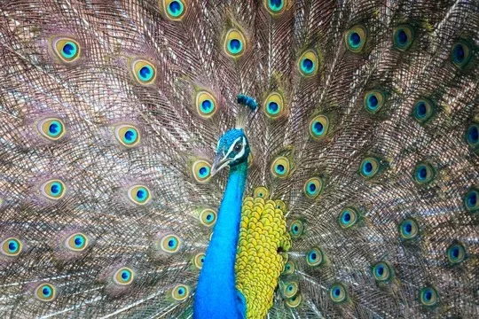Peacock displaying in Sri Lanka