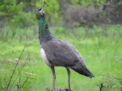 Peahen in Sri Lanka