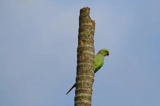 Rose-ringed parakeet in Sri Lanka
