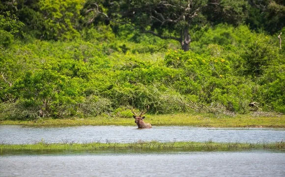 Sambar at the lake in Sri Lanka